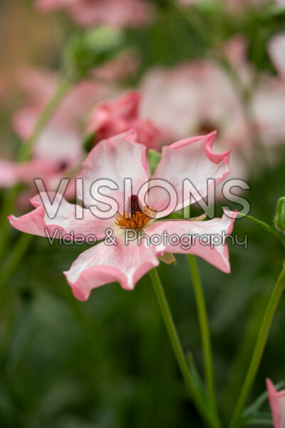 Ranunculus Butterfly™ Isis® Ranunculus Butterfly™ Isis®