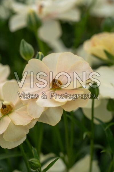 Ranunculus Butterfly™ Keramos® Ranunculus Butterfly™ Keramos®