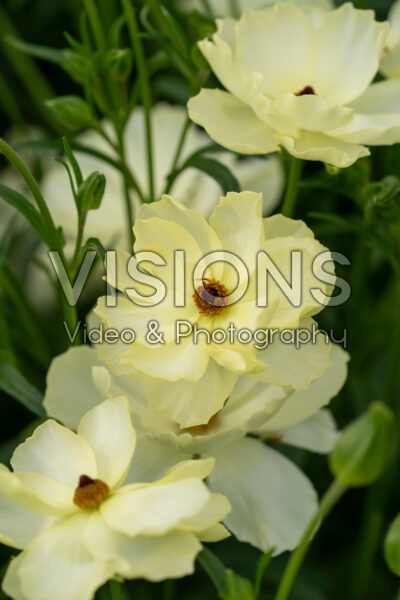 Ranunculus Butterfly™ Litai® Ranunculus Butterfly™ Litai®