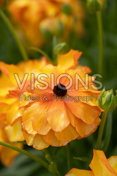 Ranunculus Butterfly™ Phosphorus® Ranunculus Butterfly™ Phosphorus®