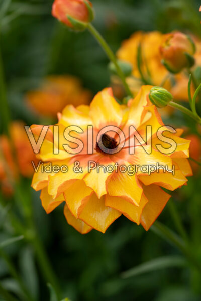 Ranunculus Butterfly™ Phosphorus® Ranunculus Butterfly™ Phosphorus®
