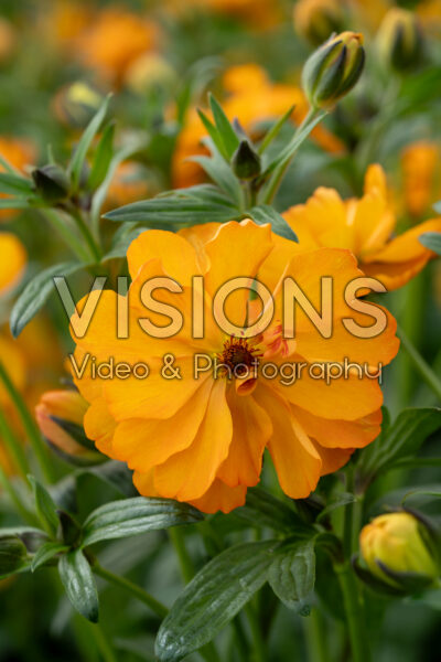 Ranunculus Butterfly™ Galatea® Ranunculus Butterfly™ Galatea®