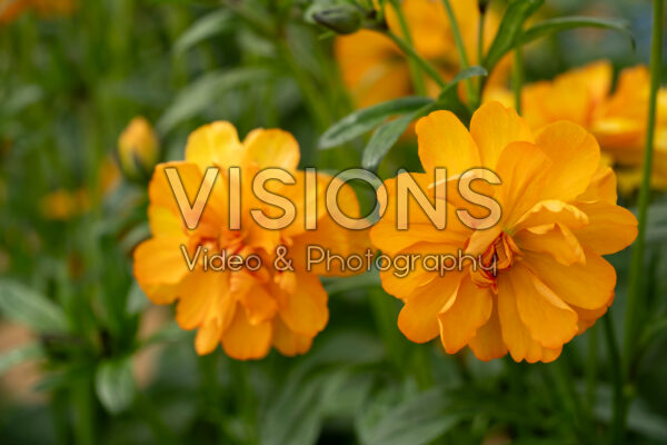 Ranunculus Butterfly™ Galatea® Ranunculus Butterfly™ Galatea®