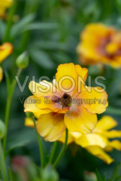 Ranunculus Butterfly™ Satyros® Ranunculus Butterfly™ Satyros®