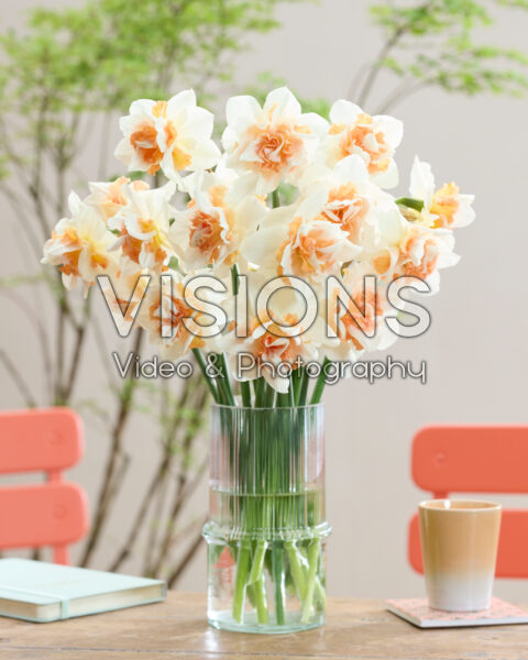 Narcissus Sweet Paradise Narcissus Sweet Paradise
