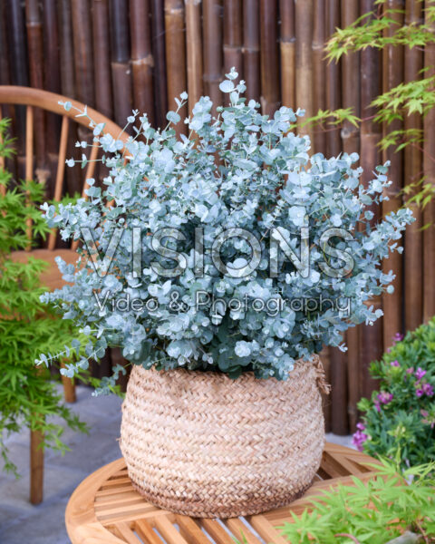 Eucalyptus gunnii Azura Eucalyptus gunnii Azura