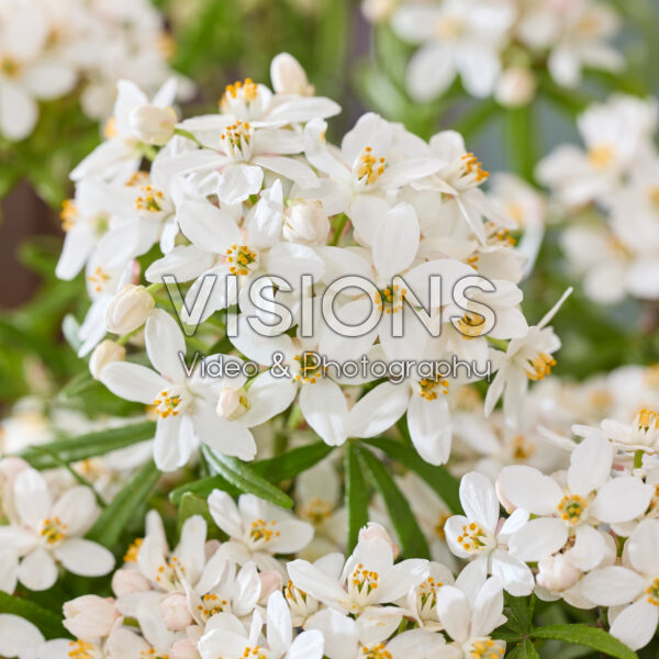 Choisya ternata Scented Gem Choisya ternata Scented Gem