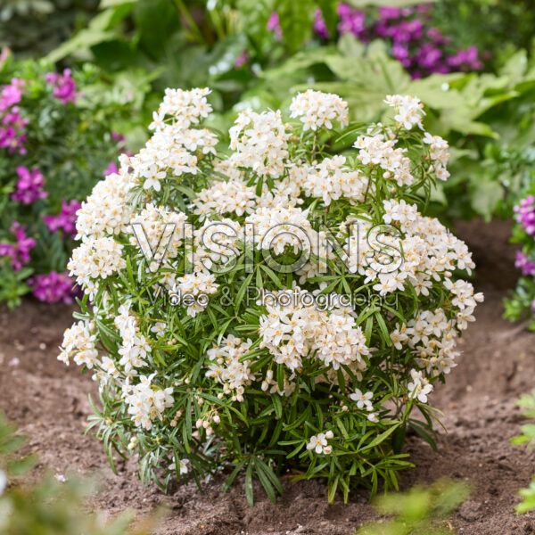Choisya ternata Scented Gem Choisya ternata Scented Gem