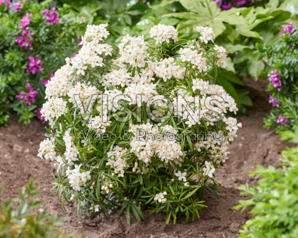 Choisya ternata Scented Gem Choisya ternata Scented Gem