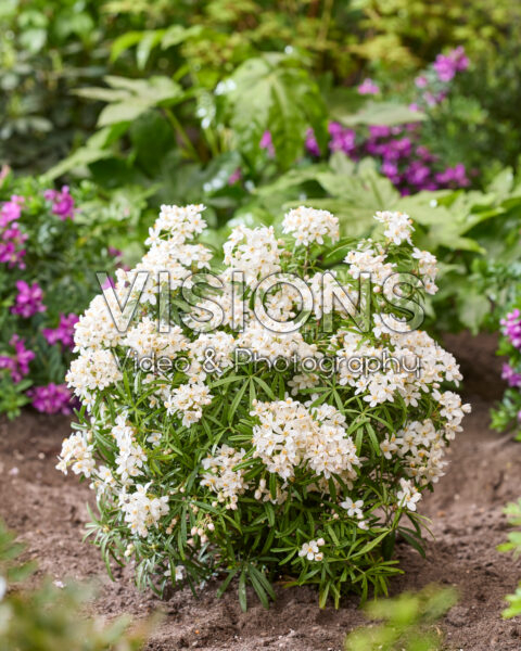 Choisya ternata Scented Gem Choisya ternata Scented Gem