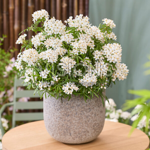 Choisya ternata Scented Gem Choisya ternata Scented Gem