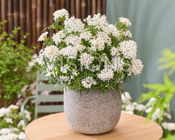 Choisya ternata Scented Gem Choisya ternata Scented Gem