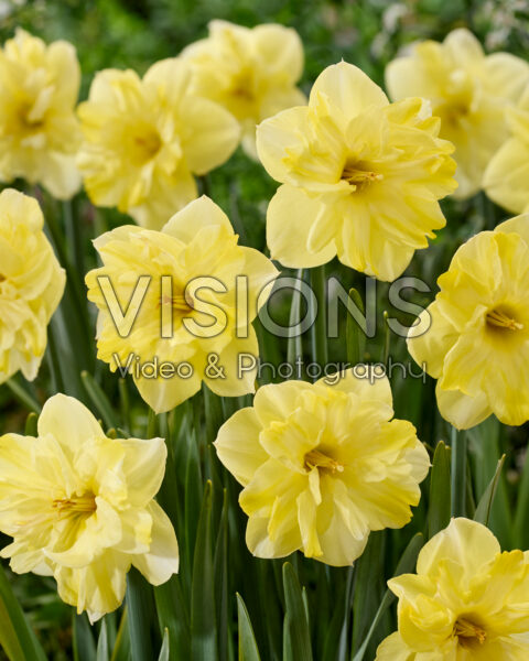 Narcissus 35-20 Narcissus 35-20