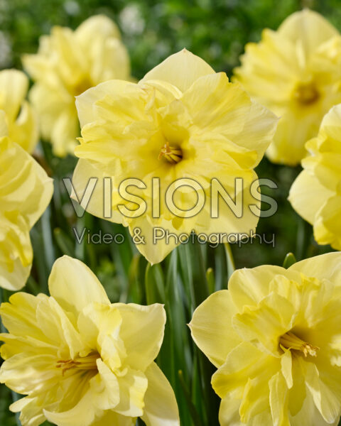Narcissus 35-20 Narcissus 35-20