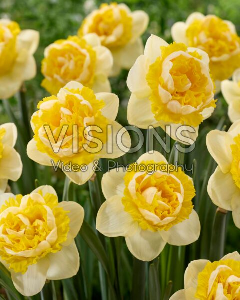 Narcissus Perfect Inside