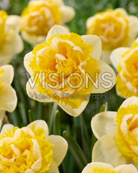 Narcissus Perfect Inside Narcissus Perfect Inside