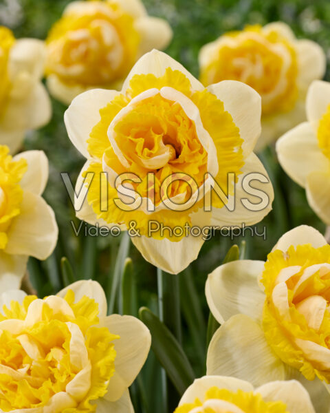 Narcissus Perfect Inside Narcissus Perfect Inside
