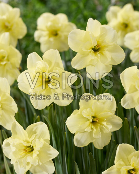 Narcissus Dancing Moonlight Narcissus Dancing Moonlight