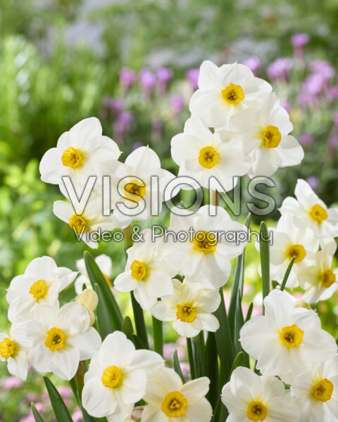 Narcissus Aspasia Narcissus Aspasia