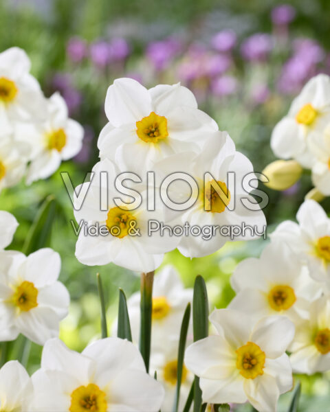 Narcissus Aspasia Narcissus Aspasia