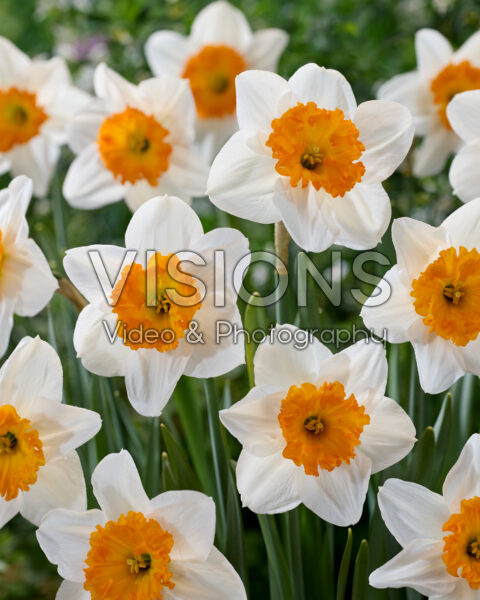 Narcissus Professor Einstein Narcissus Professor Einstein