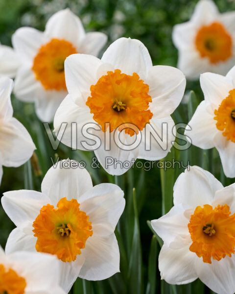 Narcissus Professor Einstein Narcissus Professor Einstein