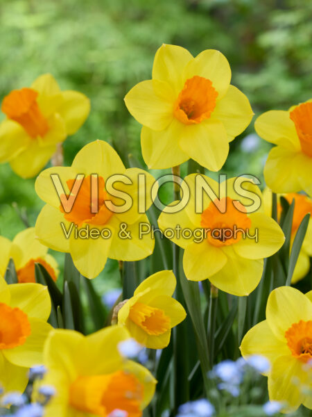 Narcissus Marjolijn Narcissus Marjolijn
