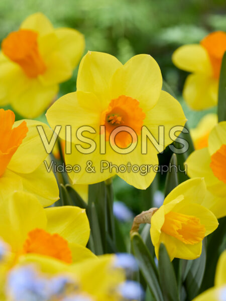 Narcissus Marjolijn Narcissus Marjolijn