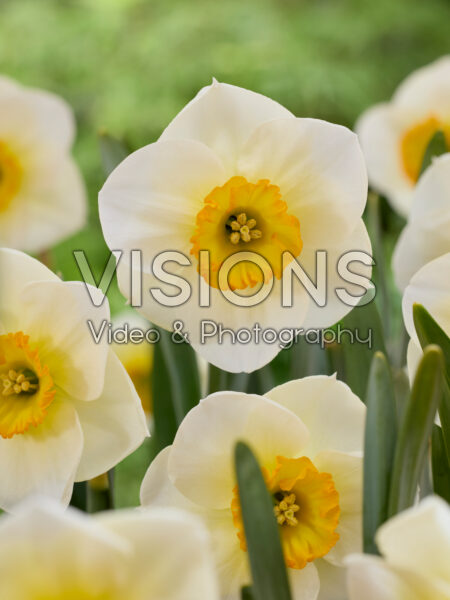 Narcissus Pracht Narcissus Pracht