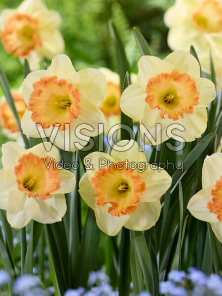 Narcissus Lucky Romance Narcissus Lucky Romance