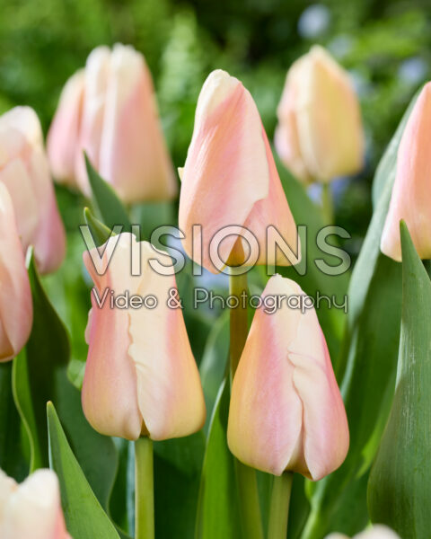 Tulipa Apricot Pride Tulipa Apricot Pride