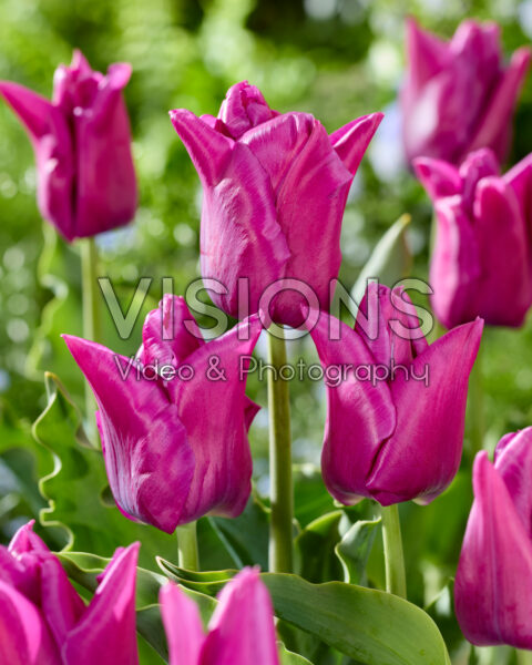 Tulipa Passionale Tulipa Passionale