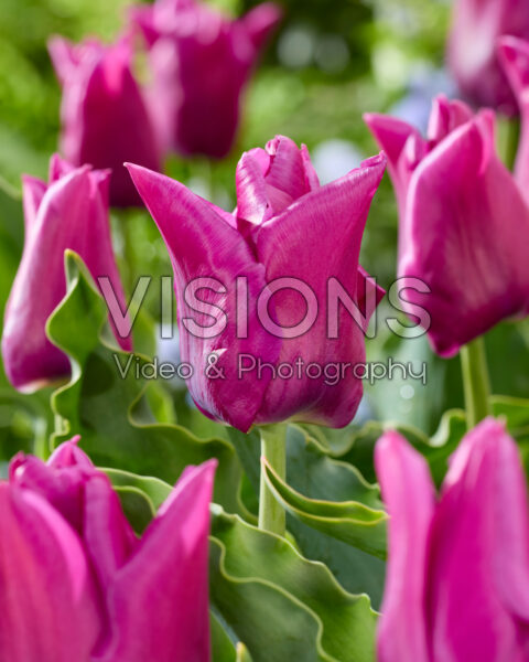Tulipa Passionale Tulipa Passionale