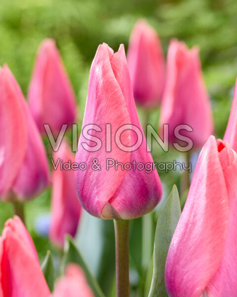 Tulipa Maskovri Tulipa Maskovri