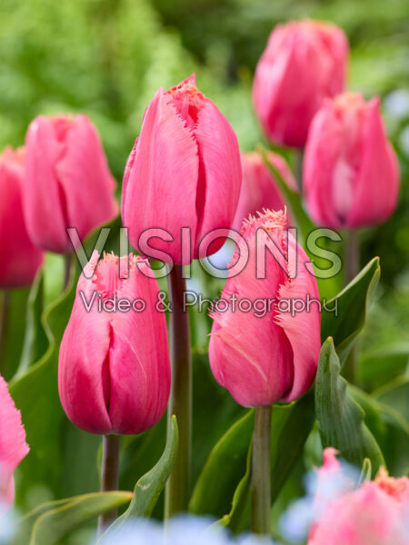 Tulipa Heartbeat Tulipa Heartbeat