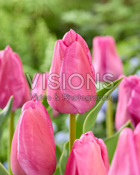 Tulipa Purple Pride Tulipa Purple Pride