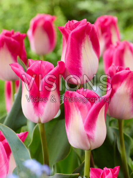 Tulipa Memphis