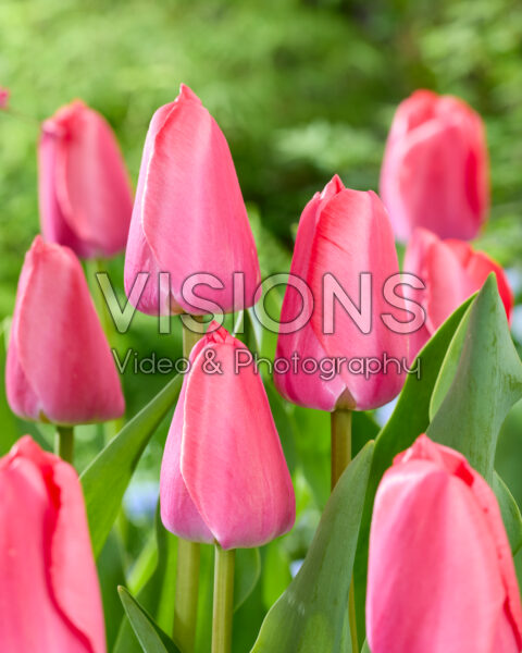 Tulipa Pink Pride Tulipa Pink Pride