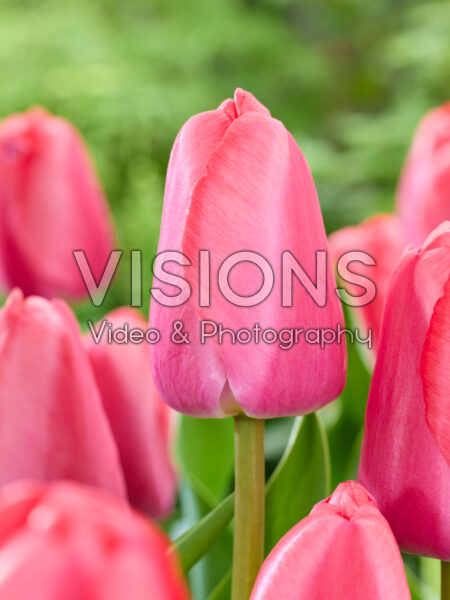 Tulipa Pink Pride Tulipa Pink Pride