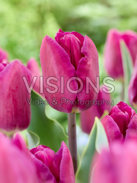 Tulipa Bullit Tulipa Bullit