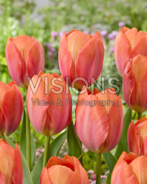 Tulipa Apricot van Eijk Tulipa Apricot van Eijk