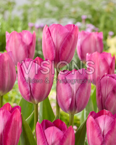 Tulipa Purple van Eijk Tulipa Purple van Eijk
