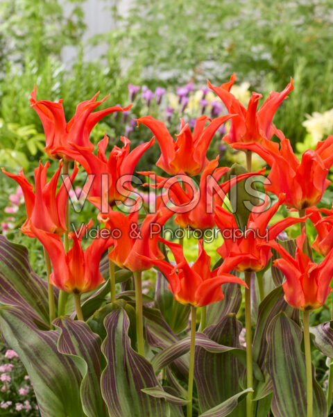 Tulipa Rigas Barikades Tulipa Rigas Barikades
