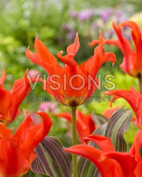 Tulipa Rigas Barikades Tulipa Rigas Barikades