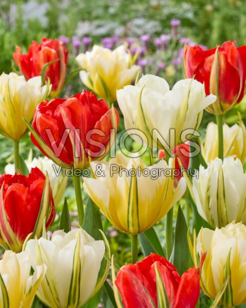Tulipa Valley combination Tulipa Valley combination