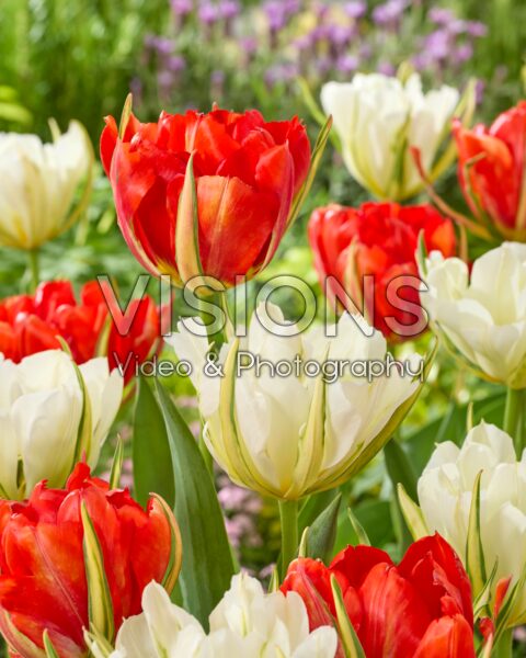 Tulipa Love Valley, White Valley Tulipa Love Valley, White Valley