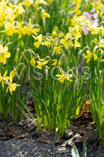 Narcissus Yellow Sailboat