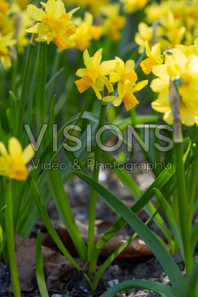 Narcissus Cyclataz Narcissus Cyclataz