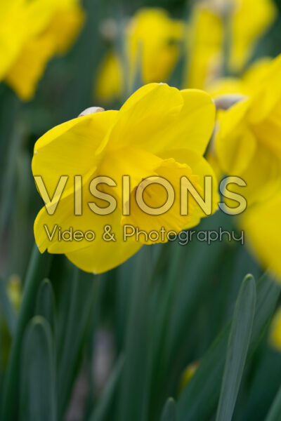 Narcissus Camelot Narcissus Camelot