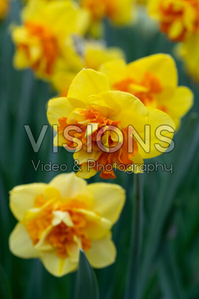 Narcissus Double Sunrise Narcissus Double Sunrise